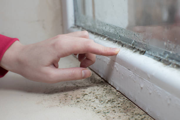 Best Commercial Mold Inspection  in Woodburn, IN